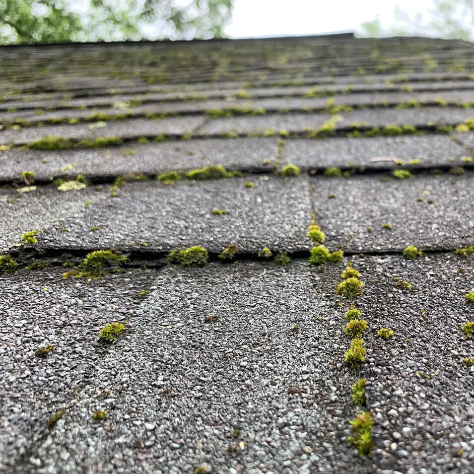 Roof Cleaning preventative maintenance on roofs in Fort Thomas, KY