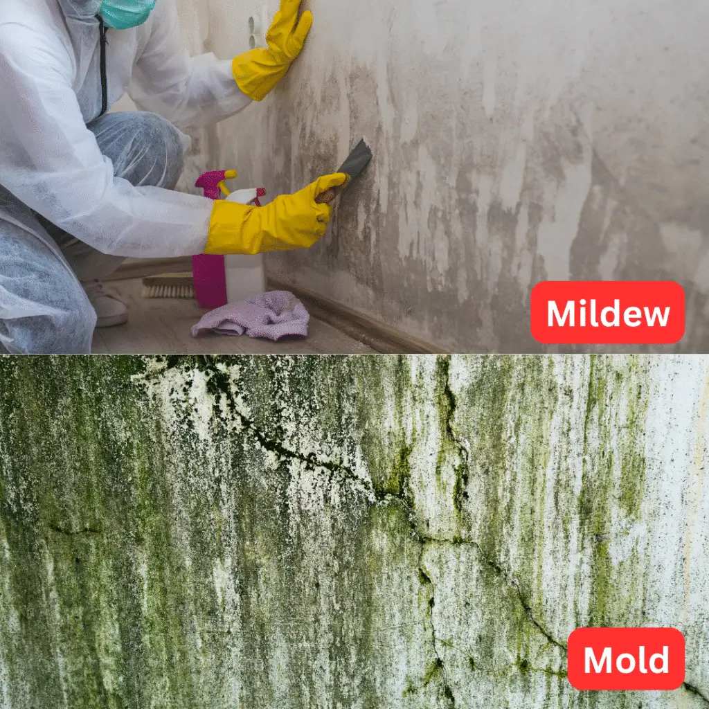 Boost Your Home’s Curb Appeal with Mold Removal Services Mildew vs Mold removal