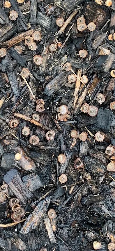 Shotgun Fungus (Sphaerobolus) on mulch - what it looks like