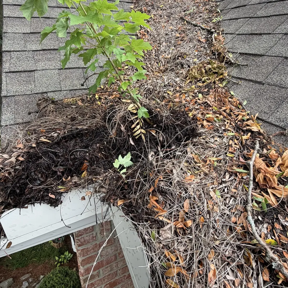 Gutter Cleaning Severely clogged gutter with a tree growing in it before cleaning in Covington, KY