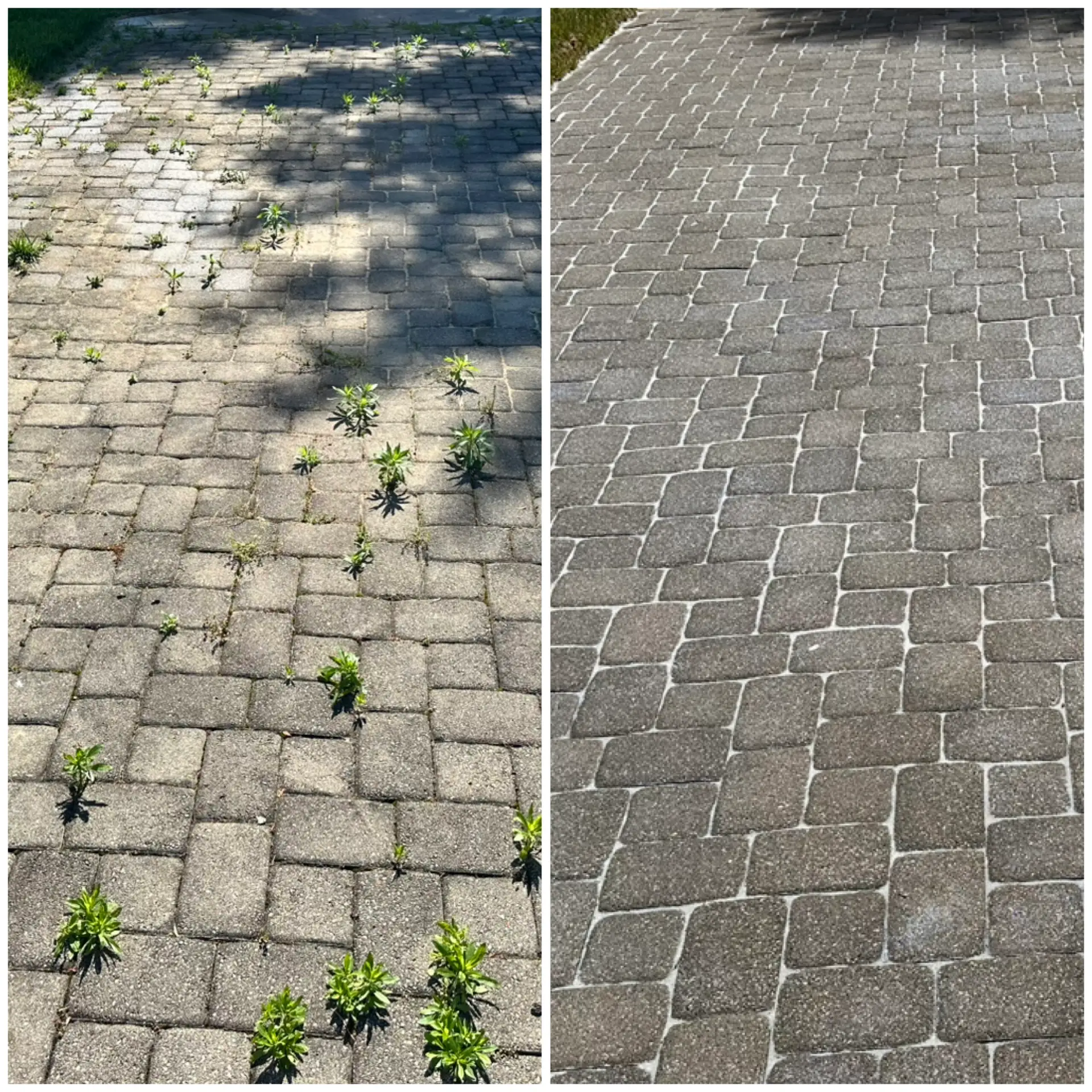 Paver Cleaning Before and after paver walkway cleaning with weeds removed from the joints in Norwood, OH
