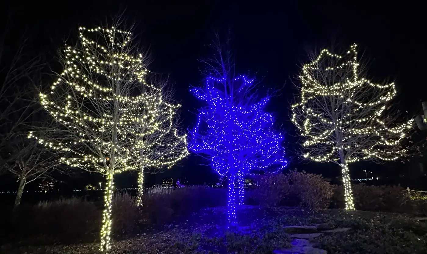 Christmas Light Installation in Blue Ash, OH Three trees wrapped in Christmas lights with a blue accent tree in Blue Ash, OH