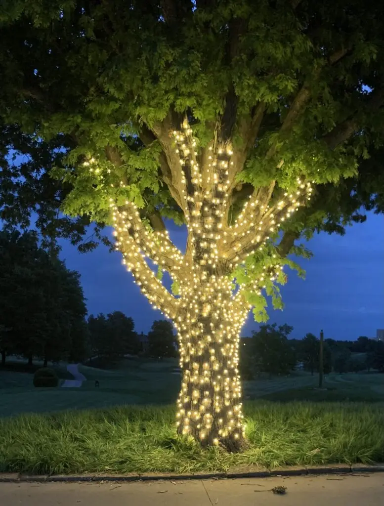 Christmas Lighting Tree trunk and branches wrapped in warm white Christmas lights